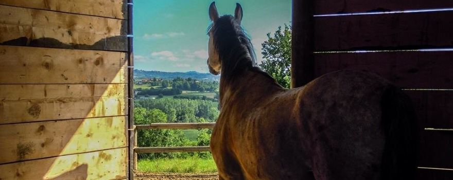 Turismo Equestre "La Mura"