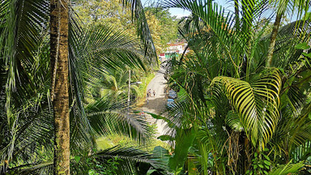 Bono Comunal Corales Bambú