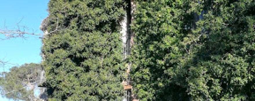 Foresta Burgos