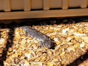 Alice Springs Reptile Centre