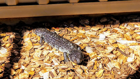 Alice Springs Reptile Centre