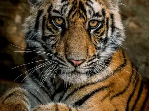 Bandhavgarh Fort