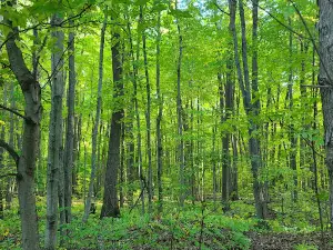 Flushing Township Nature Park
