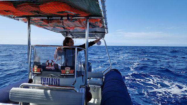 Whale Express Tenerife