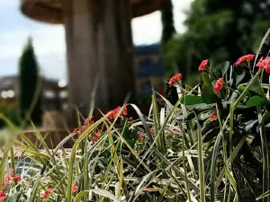 UNN ファウンテン
