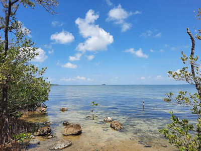Wild Bird Sanctuary - Florida Keys Wild Bird Center