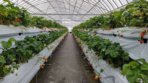 Otani Farm