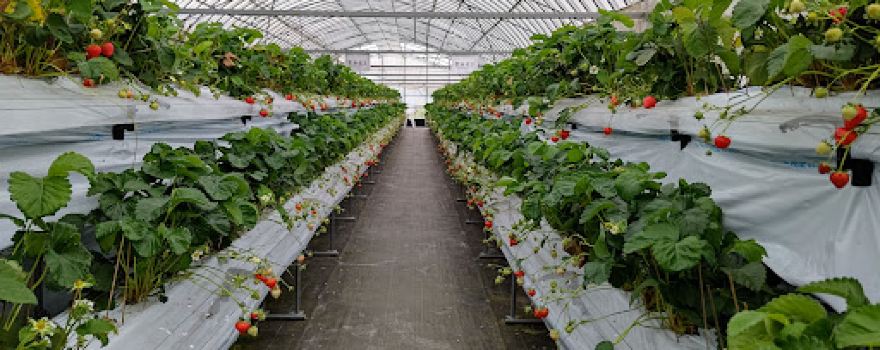 Otani Farm