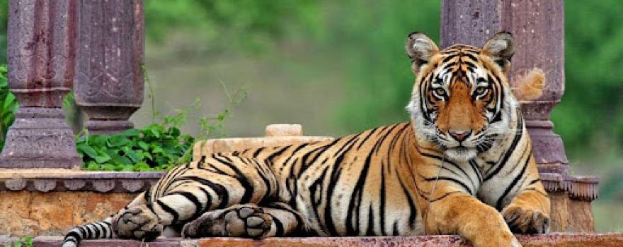 Jaipur Sightseeing Tour - (A unit of Z India Tours)
