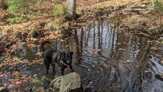 Attleboro Springs Wildlife Sanctuary