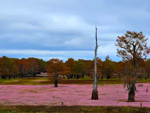 Loggy Bayou Wildlife Management Area