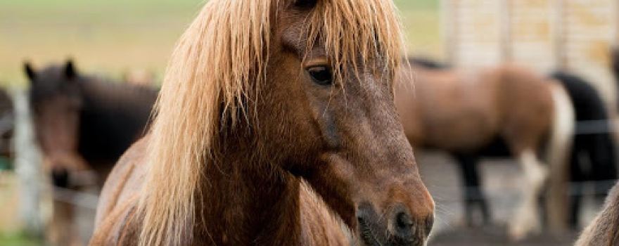 Simba Horses: riding tours in the Westfjords Alps