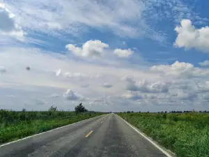 Kankakee Sands - Bison Viewing