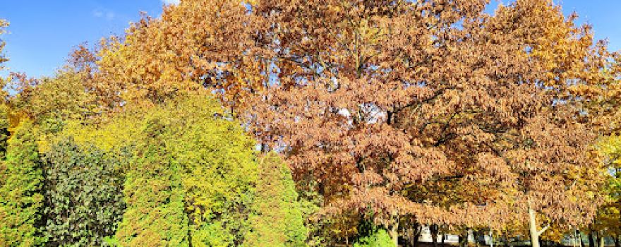 Park im. Dzieci Wrzesińskich