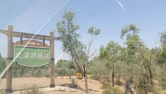 Yili Resource Desert Woodwood Forest