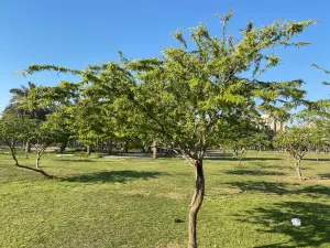 Salmiya Park
