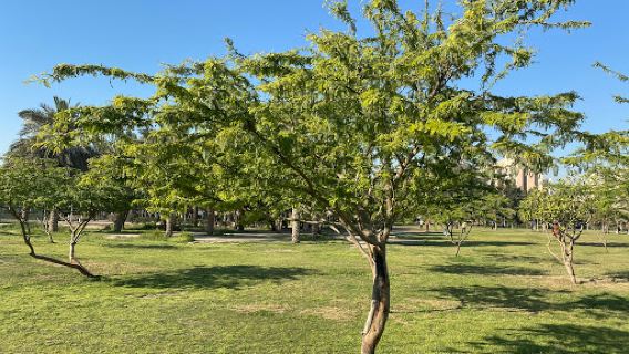 Salmiya Garden