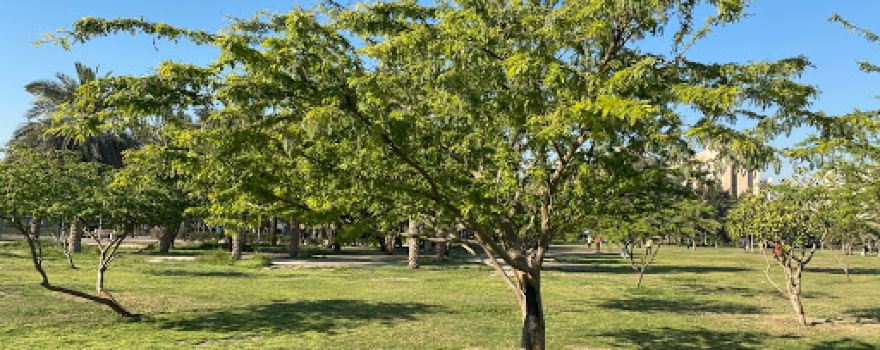 Salmiya Park