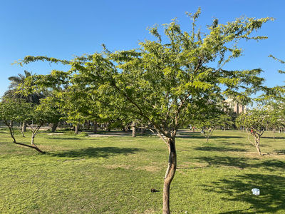 Salmiya Garden