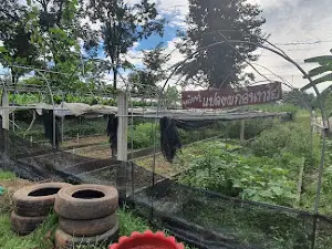บ้านไร่ชมภู Chomphu Farm