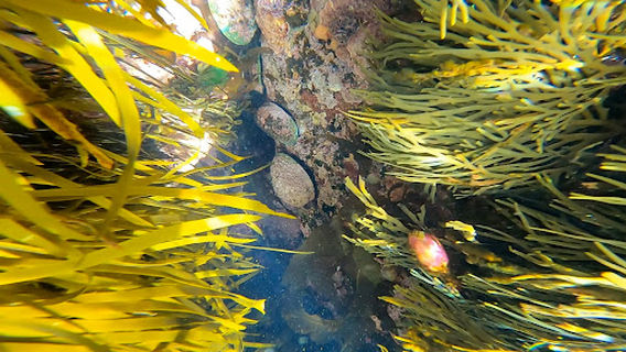 Stewart Island