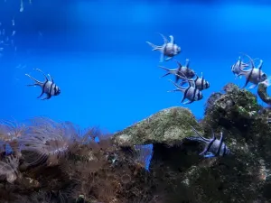 Museum of Oceanography
