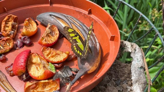 Dartmoor Otters & Buckfast Butterflies