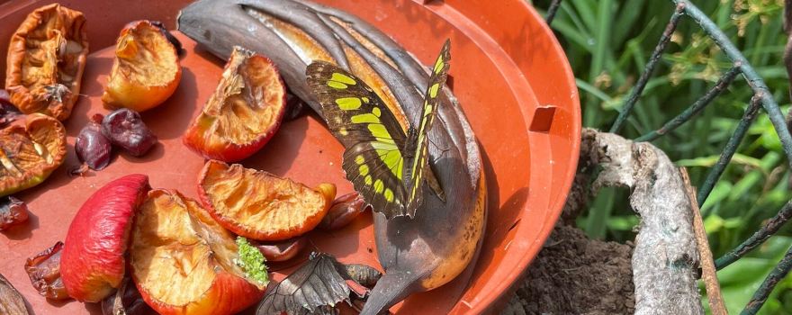 Dartmoor Otters & Buckfast Butterflies