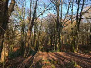 Haigh Woodland Park