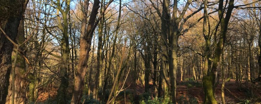 Haigh Woodland Park