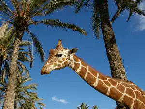 Rio Safari Elx