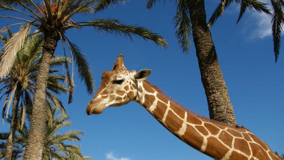 Rio Safari Elx