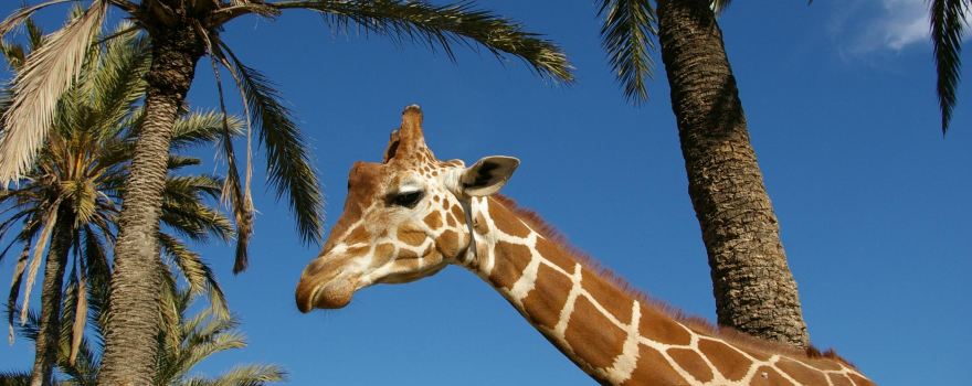 Rio Safari Elx
