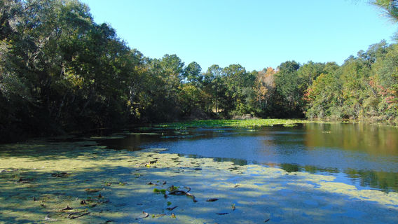 Jacksonville Arboretum & Botanical Gardens