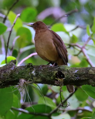 Turrialba