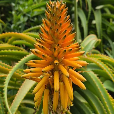 Conservatoire Botanique National