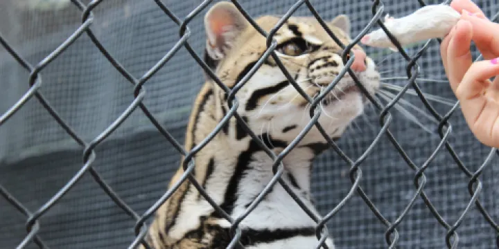 Panther Ridge Conservation Center