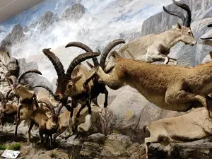 Museo de la Fauna Salvaje