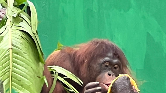 Matang Wildlife Centre