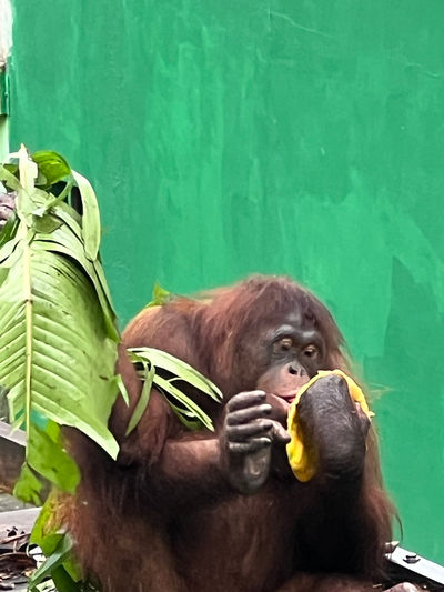 Matang Wildlife Centre