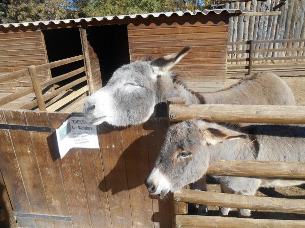 Animal farm of Auriol