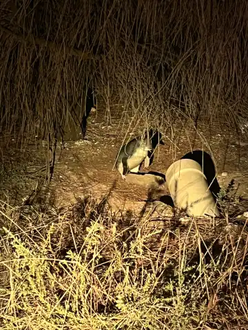 Hoteles cerca de Penneshaw Penguin Centre