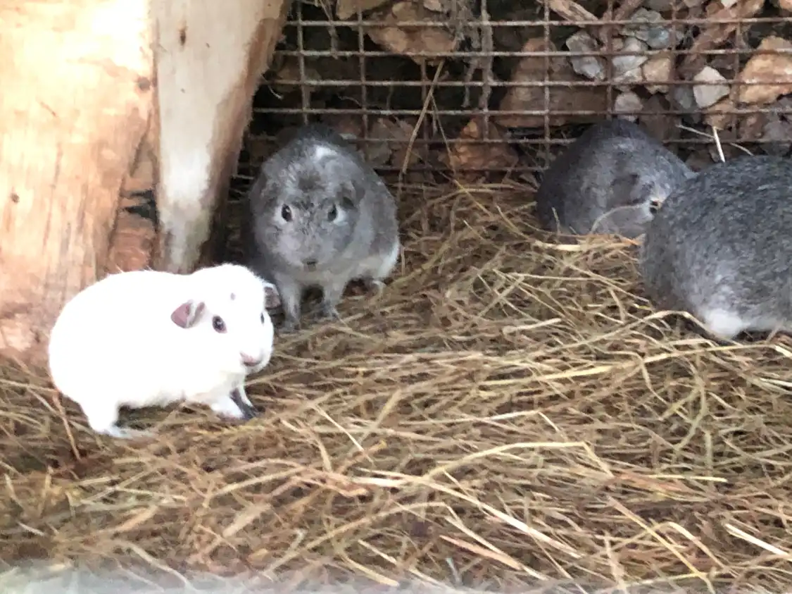 La Foret aux Lapins 주변 호텔