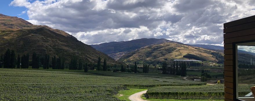 Domain Road Vineyard