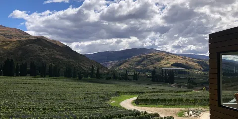Domain Road Vineyard