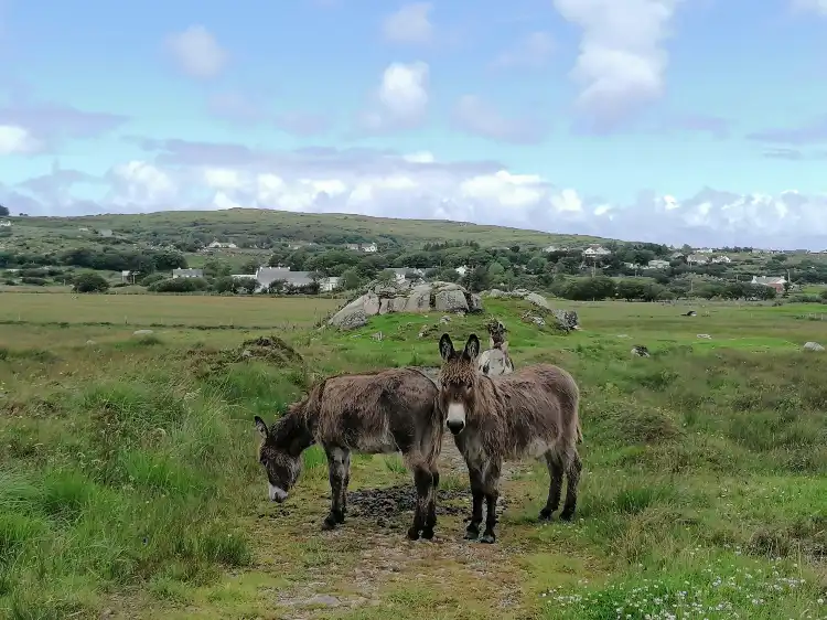 Hotels in Ballymackilduff