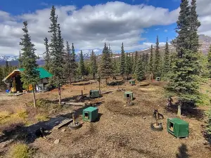 Wildthingz Dog Mushing