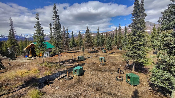 Wildthingz Dog Mushing