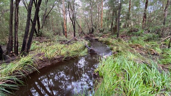 Harewood Forest Walk Trail