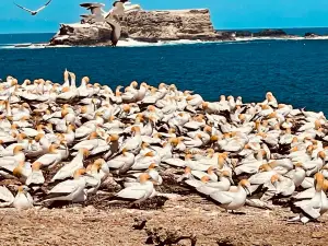 Point Danger Gannet Colony